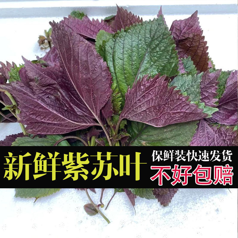 农家新鲜现摘紫苏叶 新鲜食用鲜紫苏牛蛙鱼虾田螺食用香料干货