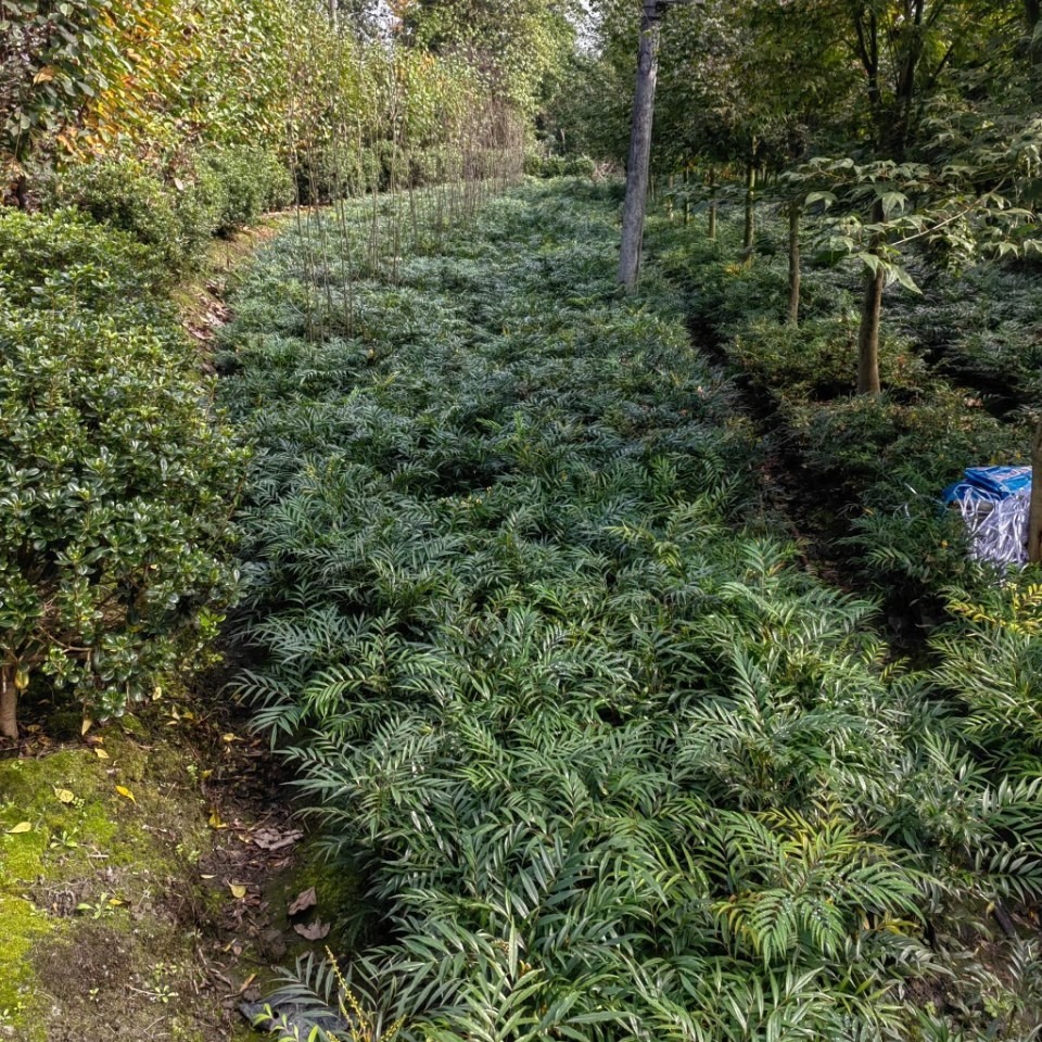 十大功劳苗木10-30公分植物景观绿化批发-阿里巴巴