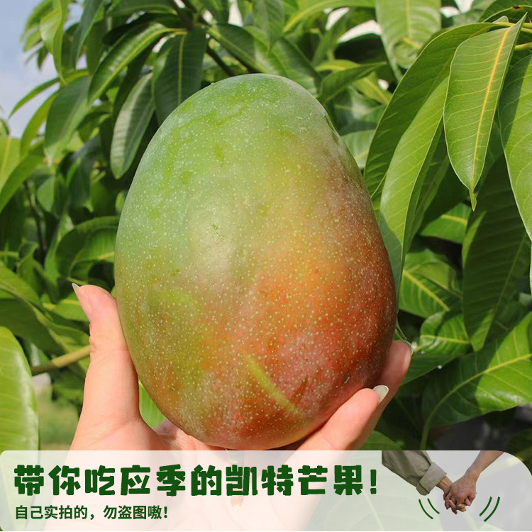 7月底发货攀枝花凯特芒果产地直发5斤8斤普箱礼盒装一件包邮-阿里巴巴