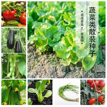 沧州基地种子厂家批发散装蔬菜花卉种子发芽率高种子饱满农家种植
