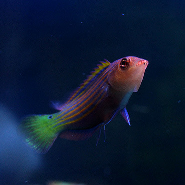 六线龙 海水鱼活体 六线龙鱼六线狐吃虫隆头鱼快递发货包活珊瑚鱼