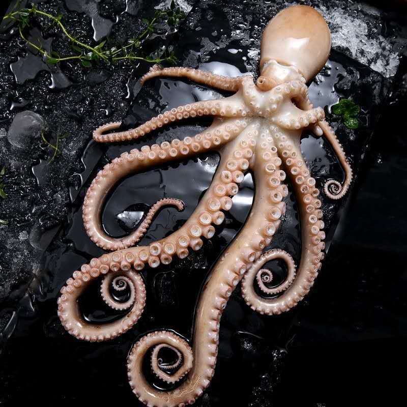 6斤顺丰包邮新鲜爆头长腿八爪鱼大爆头生鲜海鱼海鲜水产火锅食材