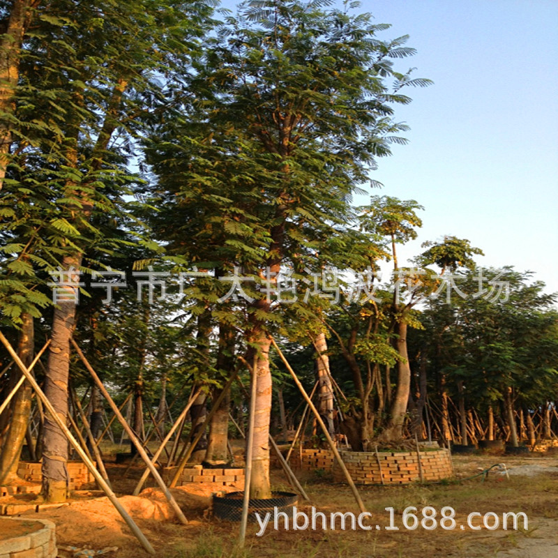 广东普宁艳鸿波花木蓝花楹红花楹乔木树公园南洋楹厂区乡村树苗木