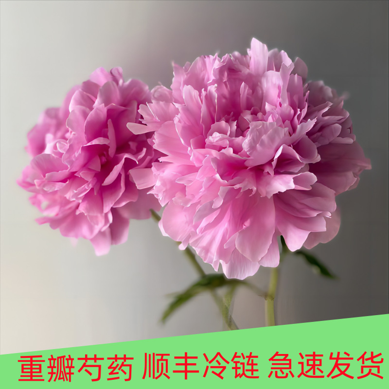 芍药花鲜花云南昆明基地直发芍药婚庆布置家庭瓶插花地摊批发团购