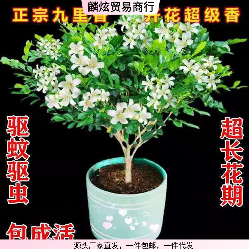 驱蚊浓香型四季开花九里香盆栽绿植物好养室内阳台花卉南北方种植