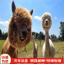 孔雀幼苗公母一对小孔雀幼崽活体脱温苗景区观赏鸟成年养殖技术