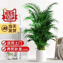 散尾葵植物盆栽客厅大型绿植室内落地办公室凤尾竹盆景天堂鸟花易