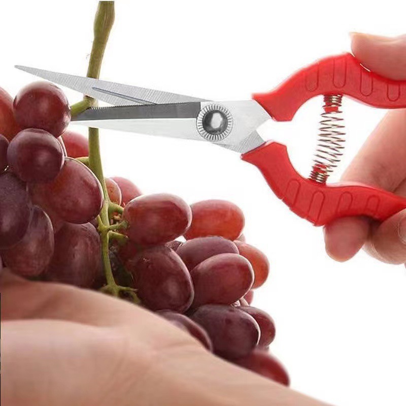 Stainless Steel Pruning Shears Grape Scissors Vegetable and Fruit Scissors Fruit Picking Scissors Floral Pruning Scissors Gardening Scissor Gardening Scissors