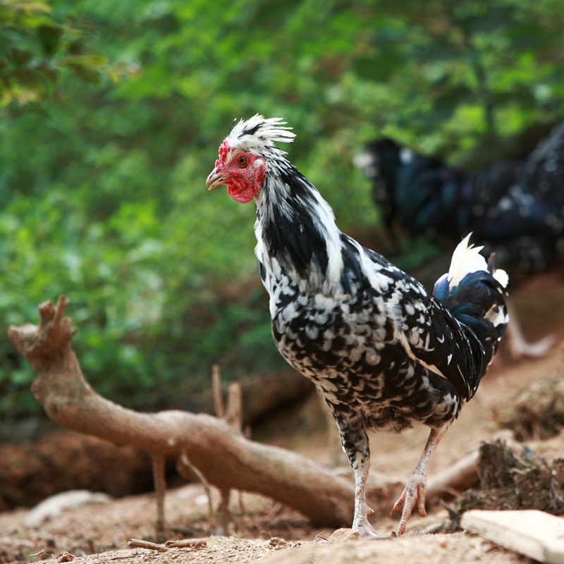 济宁贵妃鸡苗-济宁贵妃鸡苗厂家,品牌,图片,热帖-阿里巴巴