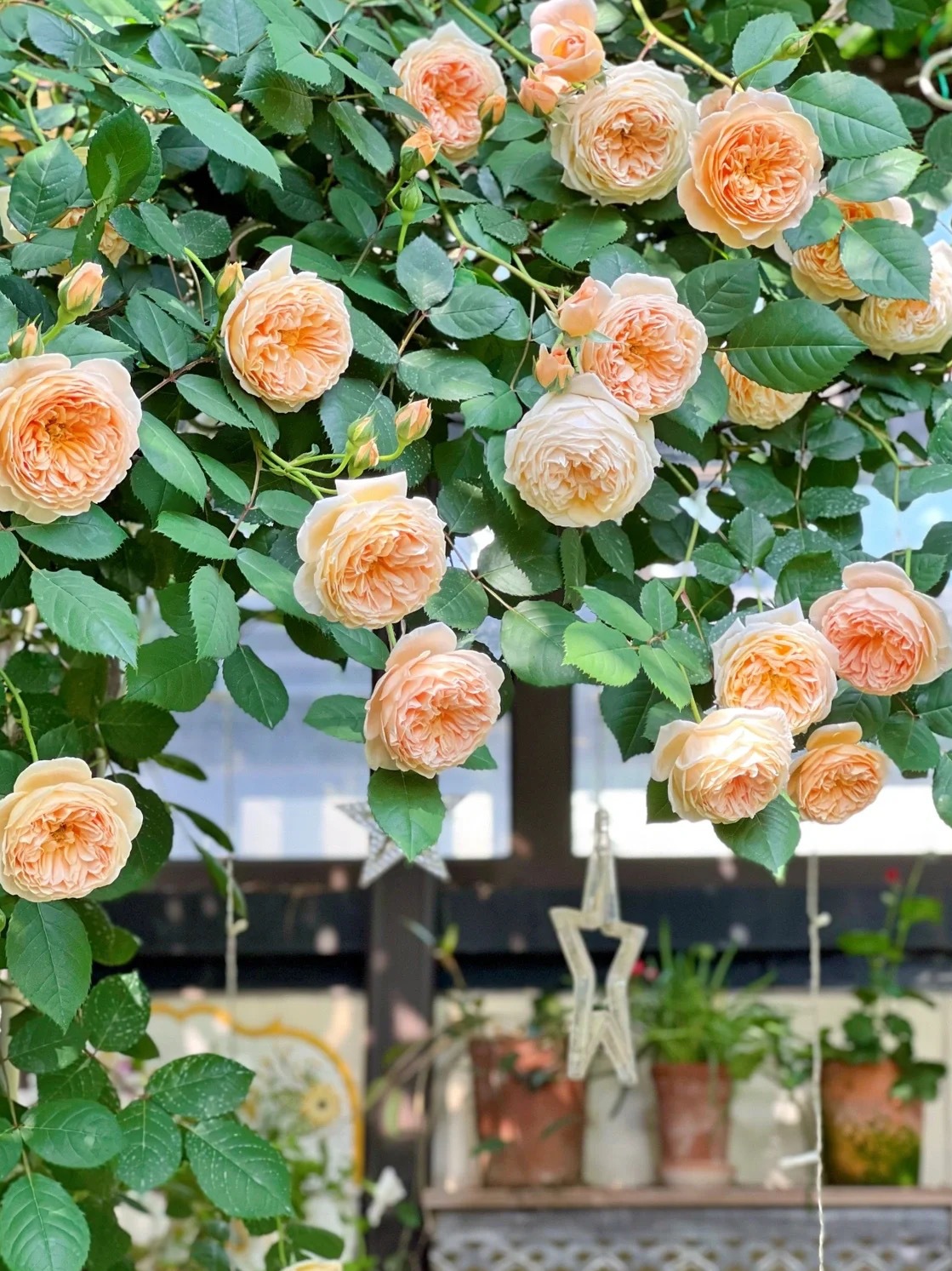 8成交2件藤本月季花佛罗伦萨蒂娜四季开玫瑰阳台围墙爬藤蔷薇花苗大花