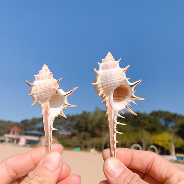 7wlo 女巫骨螺天然海螺贝壳刺螺巫骨螺拍摄道具地台鱼缸装饰品造