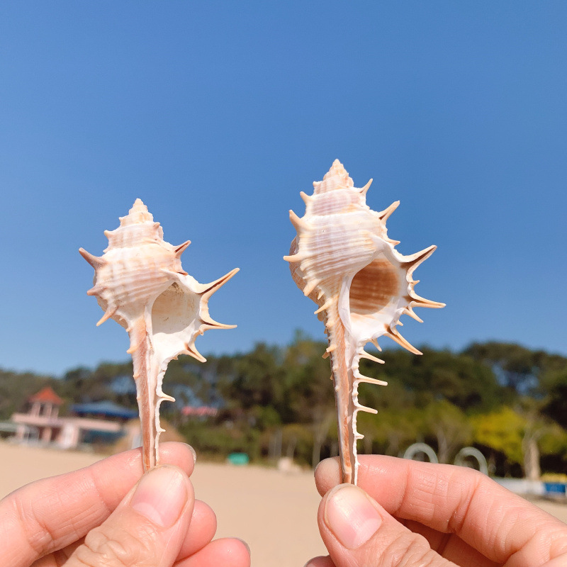 7wlo 女巫骨螺天然海螺贝壳刺螺巫骨螺拍摄道具地台鱼缸装饰品造