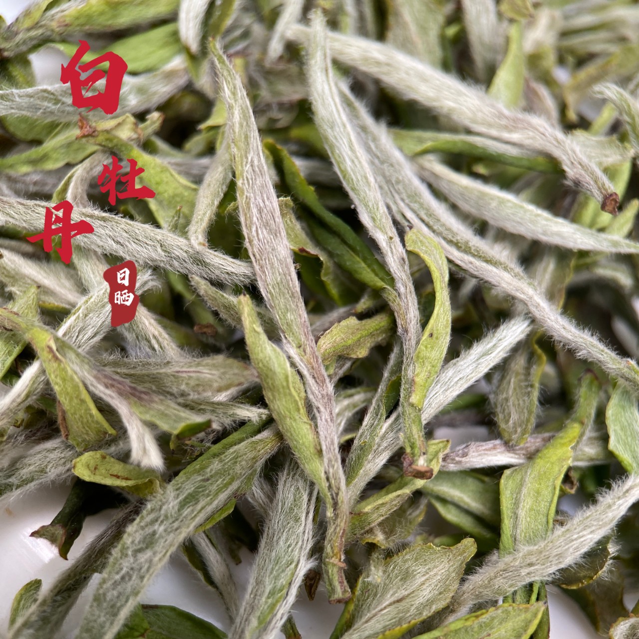 新茶荒野白牡丹白毫王银针福白鼎茶磻日晒溪碳焙工艺散茶叶店摆摊