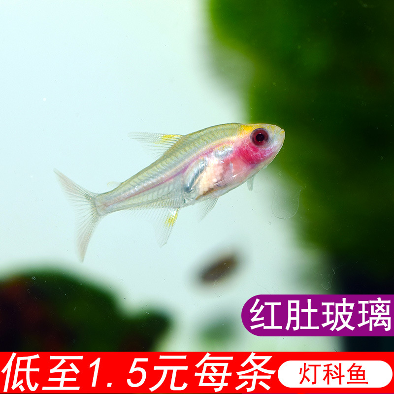 玻璃灯鱼玻璃扯旗鱼红肚皮热带鱼小型淡水观赏鱼群游鱼活体鱼