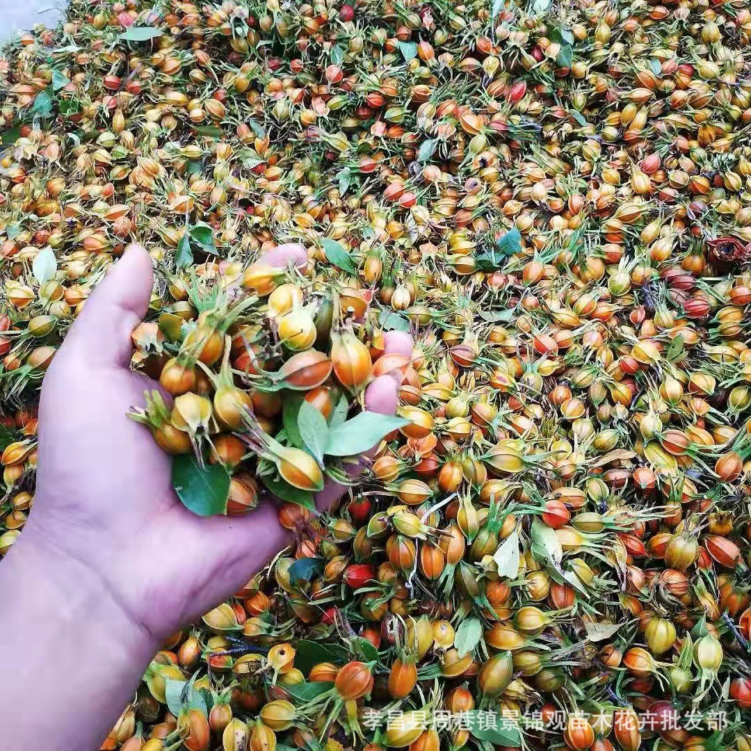 湖北花草茶栀子苗山栀子栀仁枝子果实饱满黄栀子树苗价格-阿里巴巴