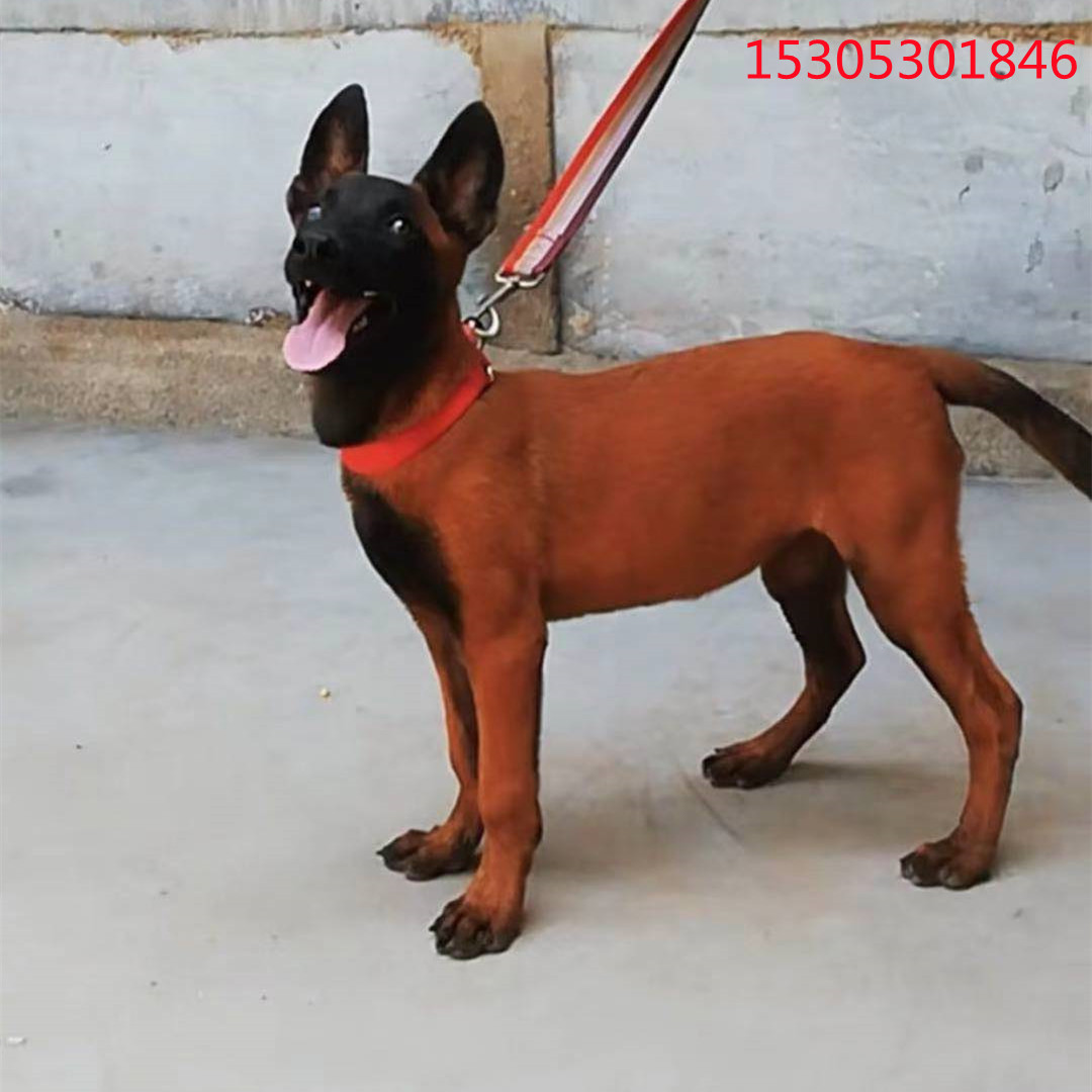 纯 种马犬活 体幼犬红马黑头黑胸看家护院犬家养宠物狗狗马犬价格