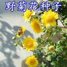 野菊花种子多年生野黄色菊花山坡路边野生花种籽子室外易活盆栽