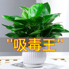 金钻盆栽植物绿萝箩水培绿植万年青花卉多肉办公室内吸除甲醛好养