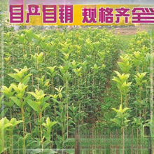桂花树苗桂花苗金桂丹桂苗四季桂状元朱砂红血桂八月桂银桂垒德株