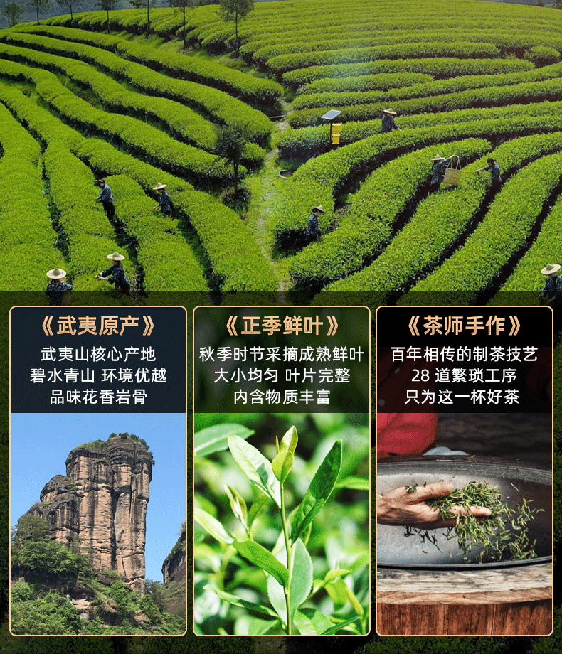 武夷山岩茶大红袍正岩肉桂老枞水仙燕子窠奇兰乌龙茶茶叶批发