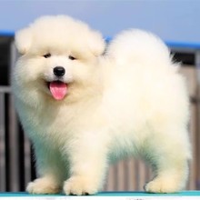 纯种萨摩耶犬幼犬活体雪橇犬微笑天使萨摩耶幼犬活物出售萨摩耶犬