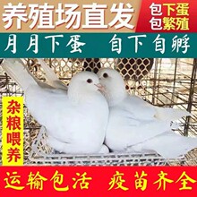 鸽子活体下蛋土鸽鸟类活宠物鸽落地王鸽子家养老鸽子便宜易活幼鸽