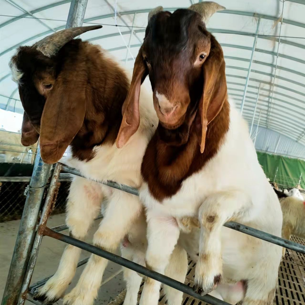 厂家直供波尔山羊怀孕母羊 波尔山羊羊羔哪里买 优质养殖波尔山羊