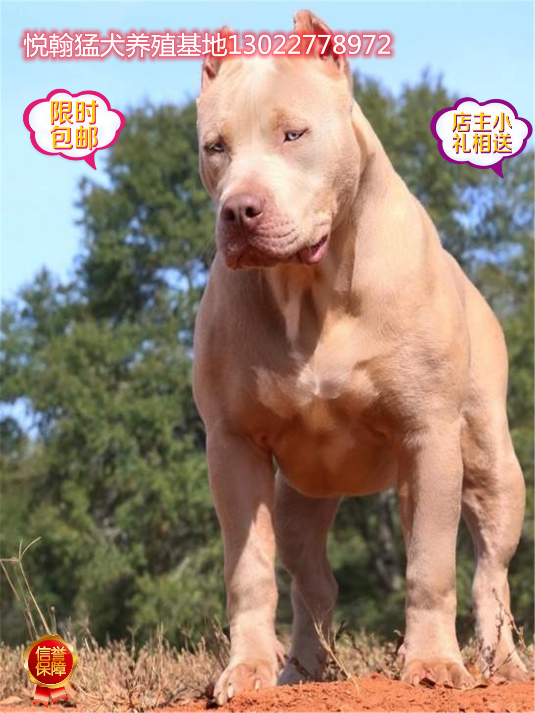 纯种比特活体看家护院宠物犬斗狗大骨架比特犬