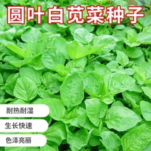 白圆叶苋菜种子 耐热蔬菜种子 春夏秋播种子  简单易种大田用种