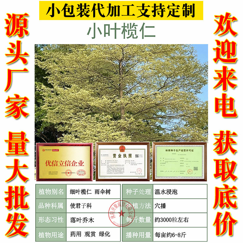 新采小叶榄仁种子 细叶榄仁种子 非洲榄仁种籽林木行道树种子