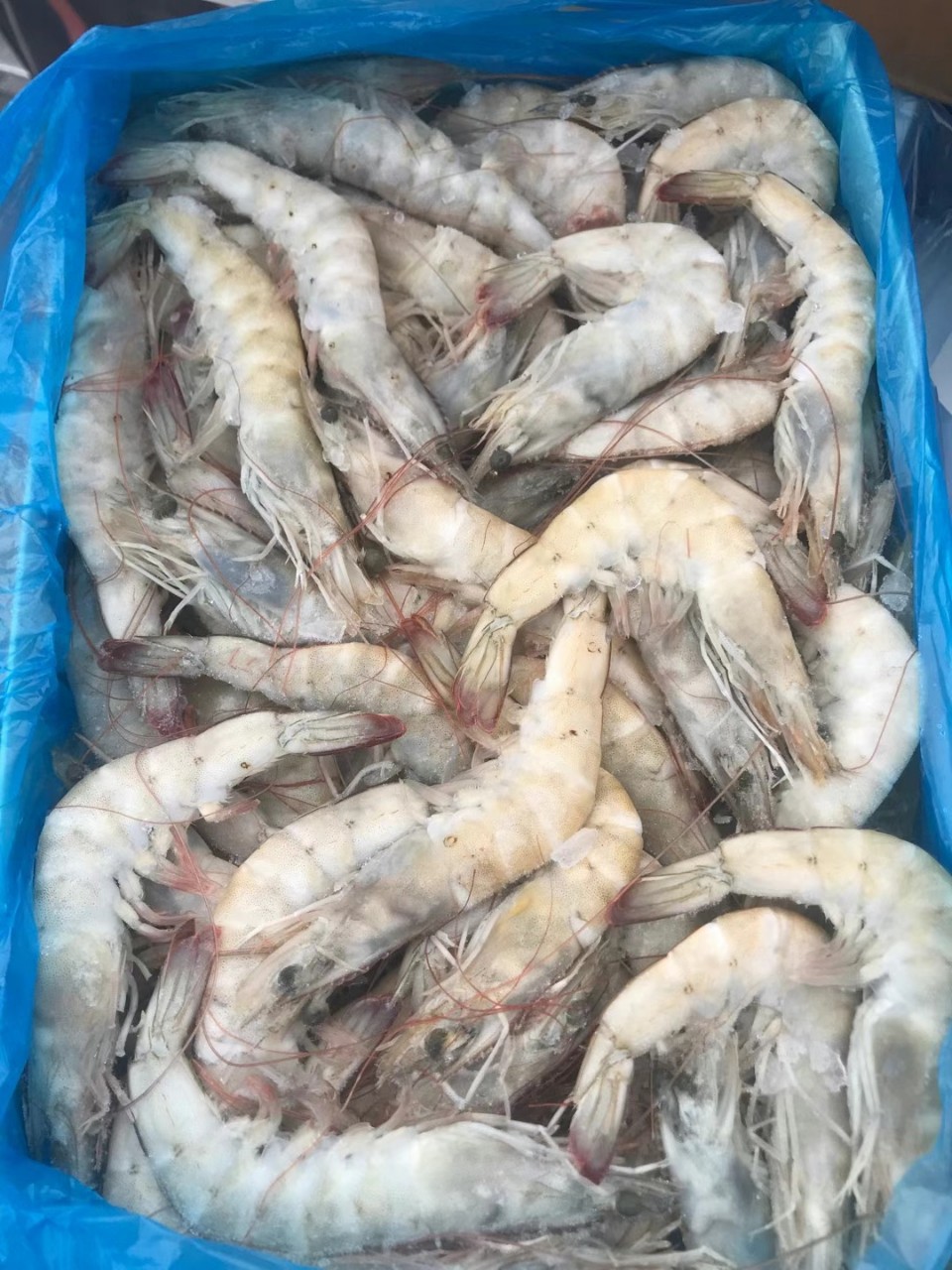 盐冻南美白对虾鲜冻海水虾酒店连锁餐饮自助烧烤