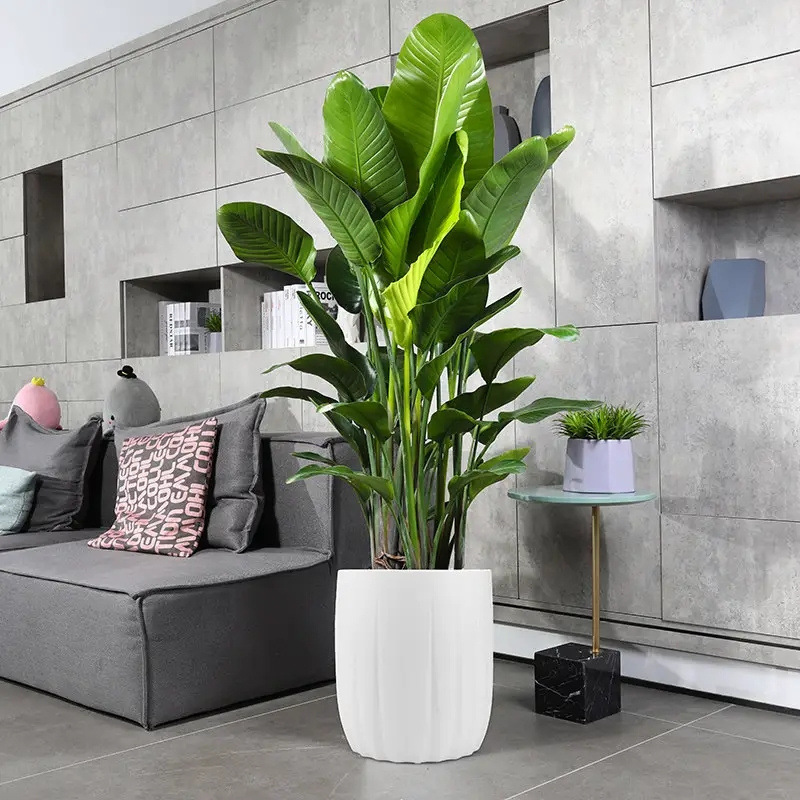 办公室大盆栽植物-办公室大盆栽植物厂家,品牌,图片,热帖-阿里巴巴