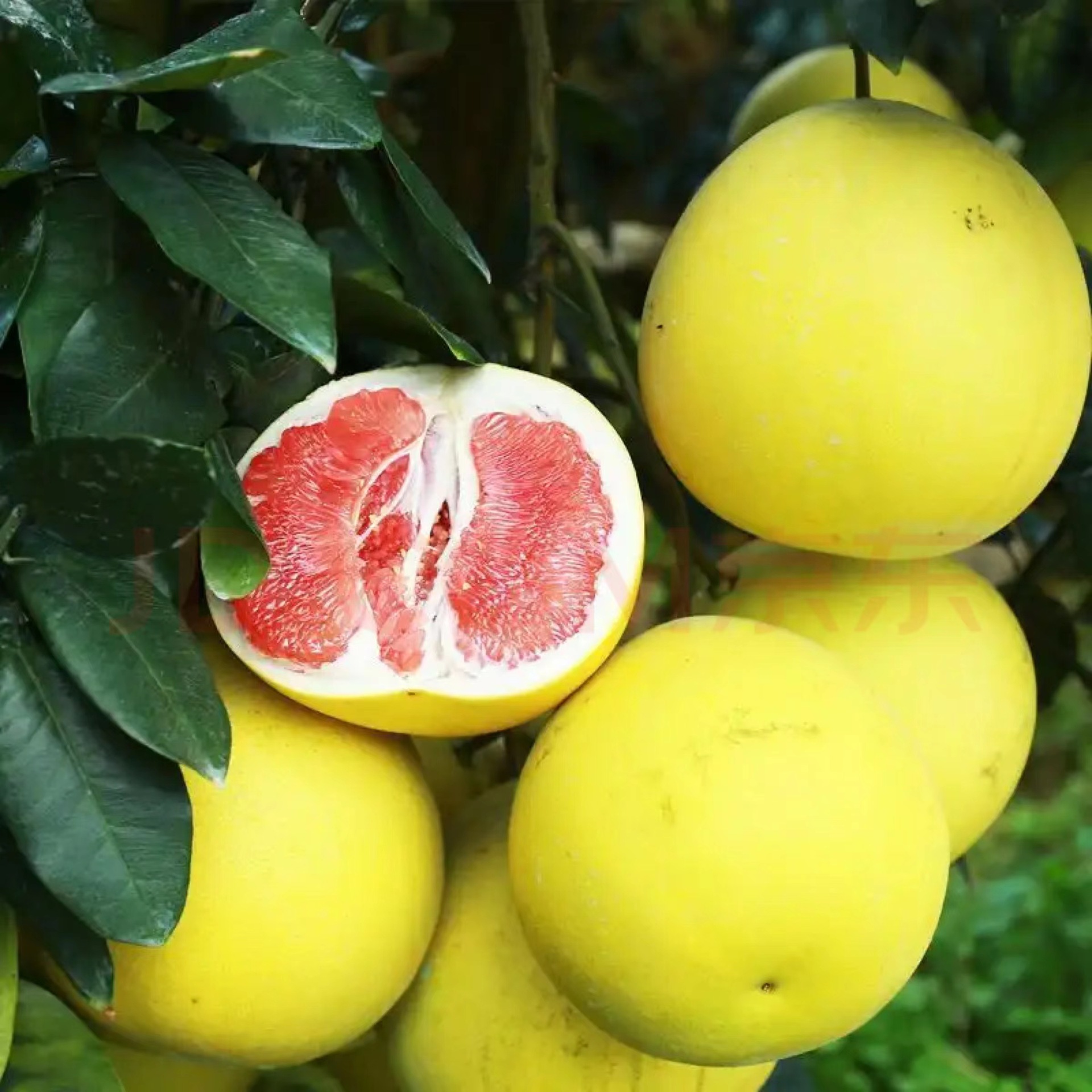 埃及南非进口红西柚 柚子葡萄柚 新鲜当季孕妇水果爆汁红肉西柚