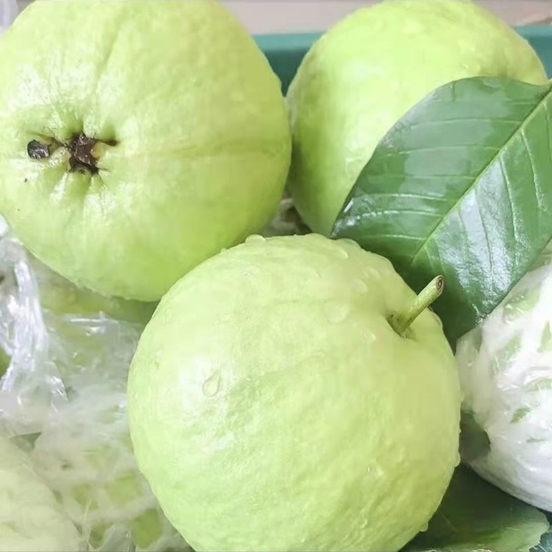 广东茂名番石榴珍珠芭乐白心新鲜热带水果清脆清甜整箱专用袋包邮