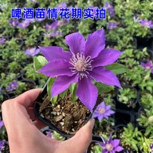 啤酒 爬藤铁线莲花苗藤本植物重瓣大花丰花基地直销量大从优