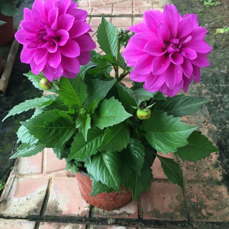 小丽花带花苞重瓣多色阳台种植带花苞小丽菊花卉盆栽易活四季开花