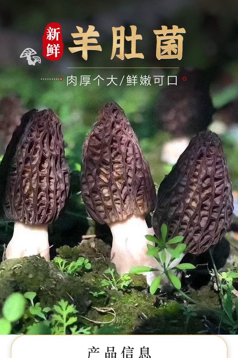 羊肚菌新鲜云南菌菇特产鲜羊肚菌1000g煲汤食材500g羊肚菇可代发