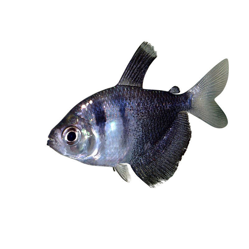 黑裙鱼扯旗鱼活体淡水鱼热带观赏鱼水族上海渔场批发小型鱼昂阳