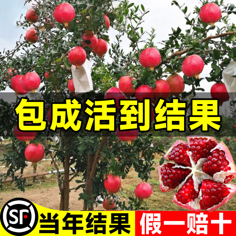 石榴树树苗正宗突尼斯软籽石榴树庭院果树盆栽南方北方特大甜果苗