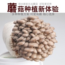 蘑菇菌包食用菌菌棒平菇菌种金针菇榆黄菇室内家庭阳台四季种植包