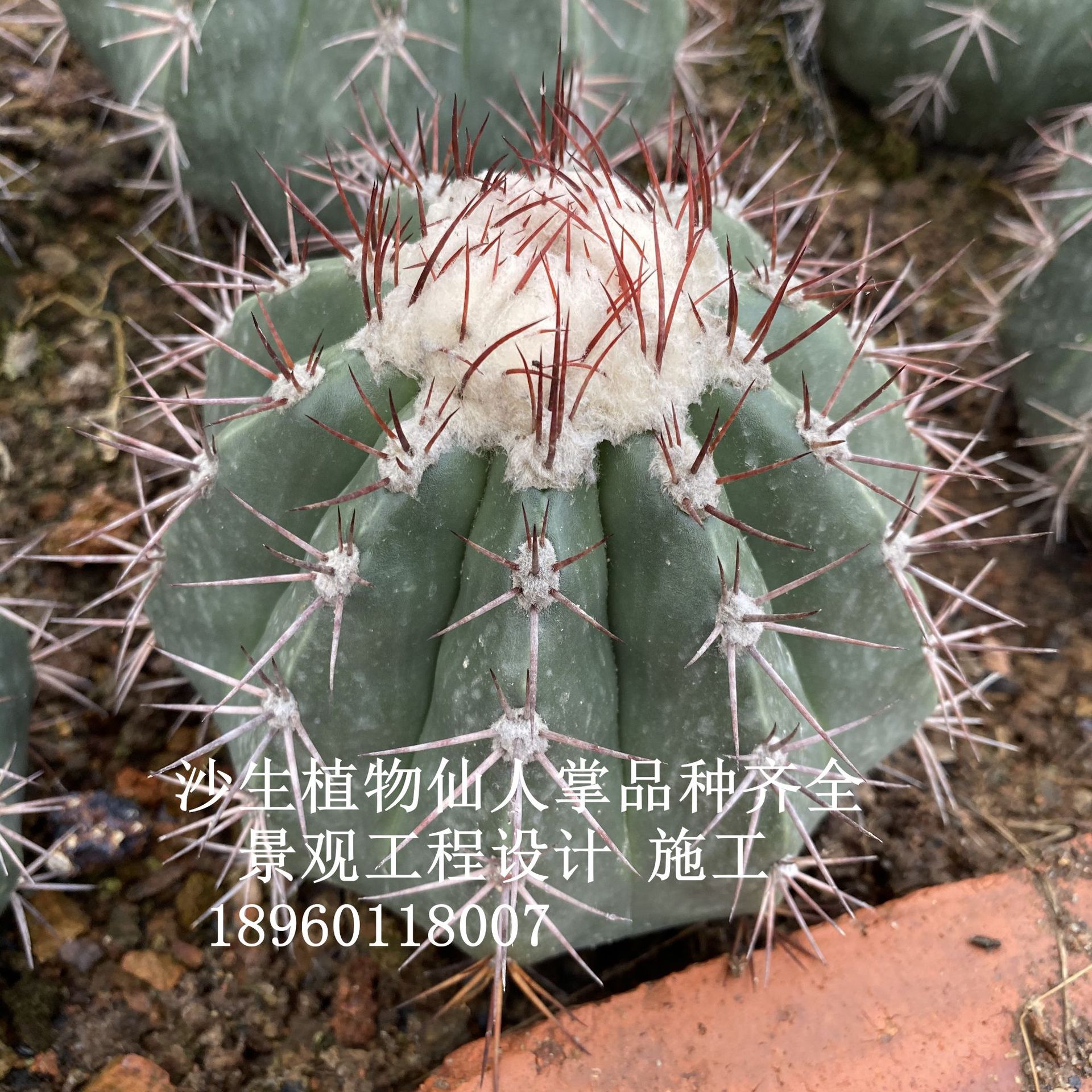 实生紫云仙人球丽云仙人掌层云系层云碧云仙人球植物景观布置展览