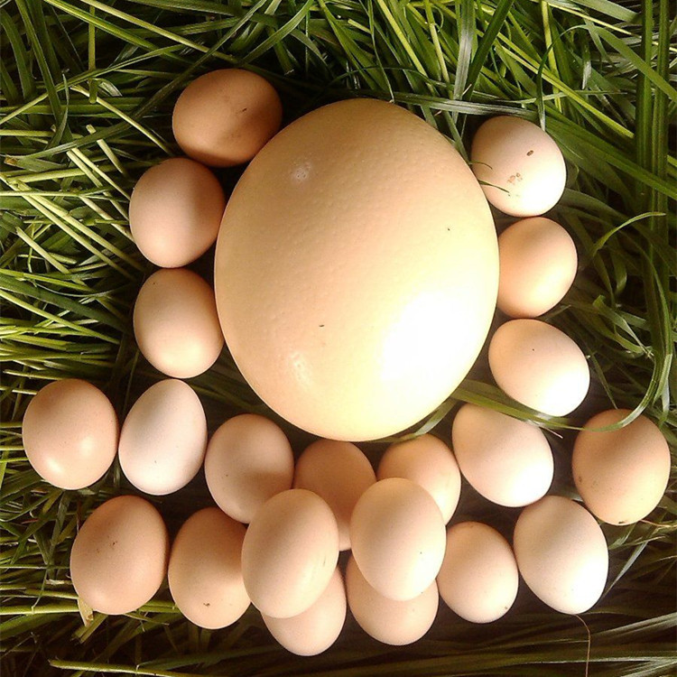 大号食用鸵鸟蛋 巨无霸鸵鸟蛋一件包邮 新鲜可食用鸵鸟蛋-阿里巴巴
