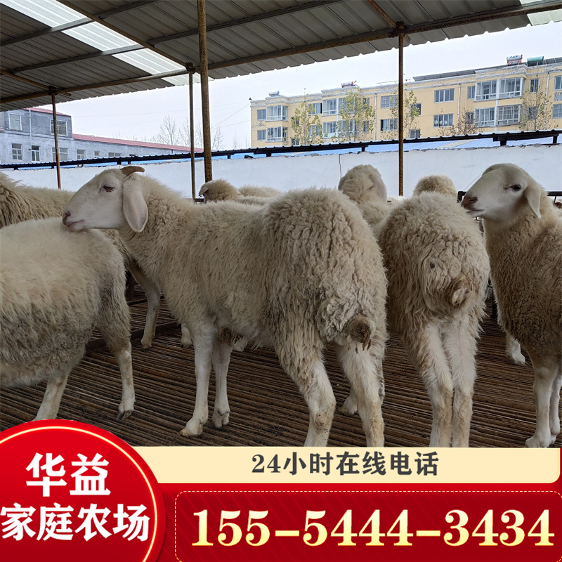 纯小尾寒羊活体肉羊 湖羊小公羊头胎二胎怀孕母羊 羊羔羊苗-阿里巴巴