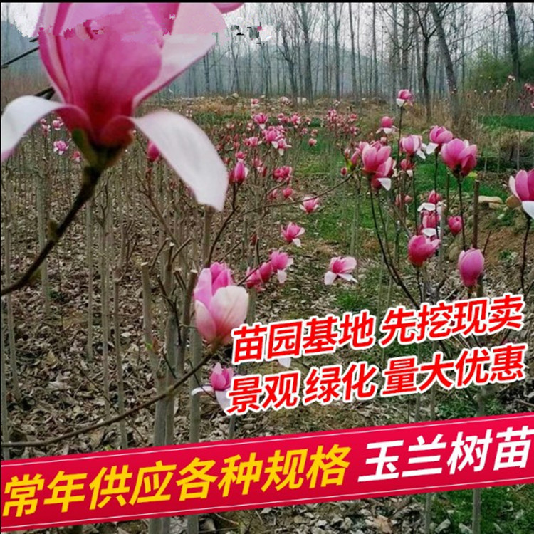 紫玉兰树苗娇红一号玉兰苗嫁接玉兰小苗红玉兰白玉兰地栽绿化苗木