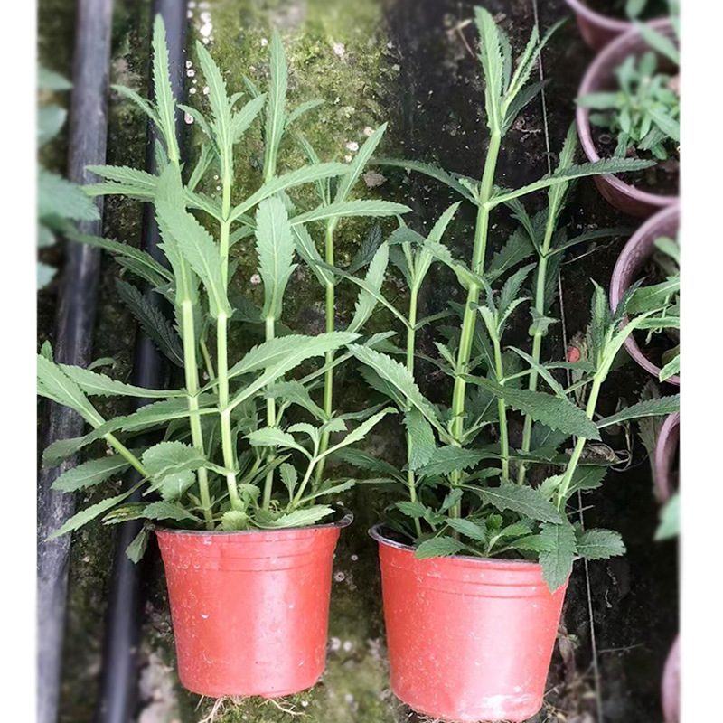 9成交100株相似柳叶马鞭草袋苗 柳叶马鞭草小苗草花马鞭草批发 基地