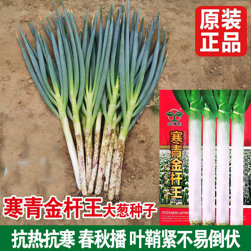 山东章丘大葱子种子原种金杆寒葱王大梧桐大葱种籽葱耐寒抗倒包邮