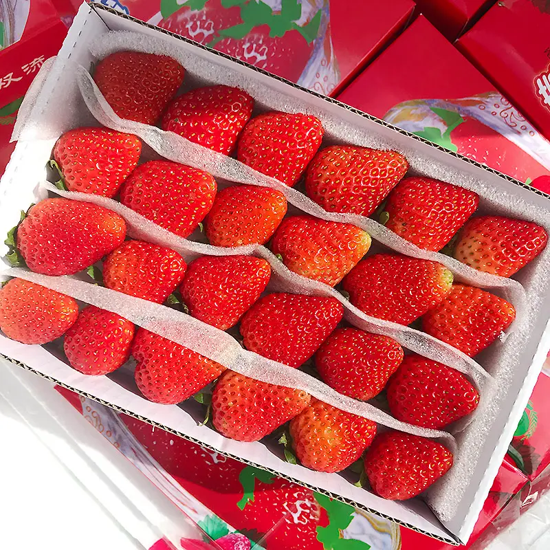 四季新鲜草莓商用水果同城配送烘焙奶茶双流草莓整箱顺丰包邮