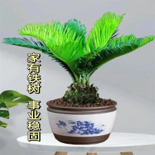 铁树盆栽绿植花卉树苗大型盆景苏铁开花公母客厅室内绿植好养植物