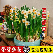 漳州水仙花带芽种球水养水培盆栽植物室内四季开花卉绿植种子球根