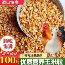 玉米粒饲料100斤大粒80斤批发养鸡喂猪鸭鹅喂鸽子粮食干一件代发